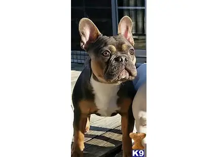 a french bulldog dog looking at the camera